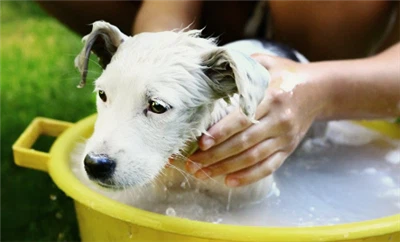 犬にとって安全な食器用洗剤